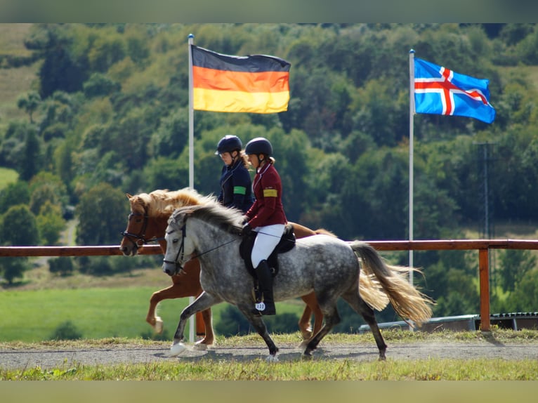 Kuc islandzki Klacz 7 lat 140 cm Siwa jabłkowita in Idstein