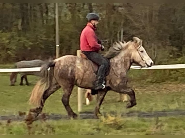 Kuc islandzki Klacz 7 lat 140 cm Siwa in Elsoff (Westerwald)