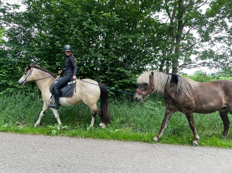 Kuc islandzki Klacz 7 lat 140 cm Tobiano wszelkich maści in Blunk