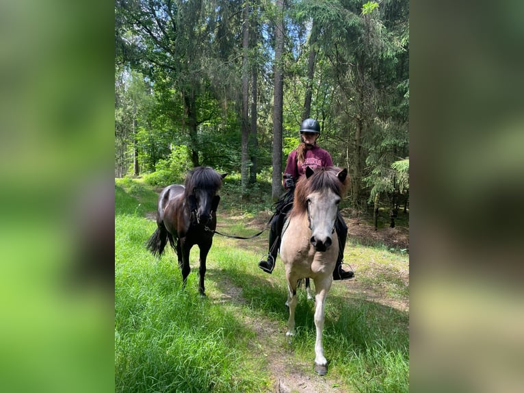 Kuc islandzki Klacz 7 lat 140 cm Tobiano wszelkich maści in Blunk
