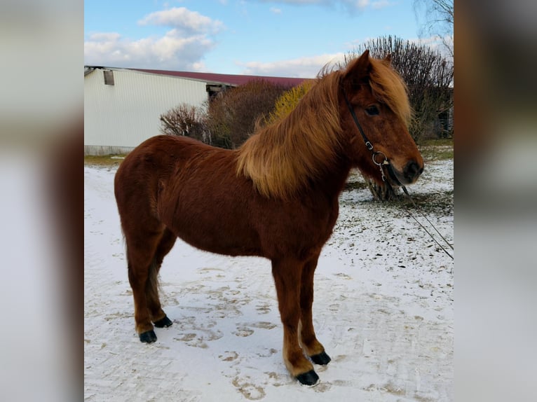 Kuc islandzki Klacz 7 lat 142 cm Cisawa in Unterbronnen