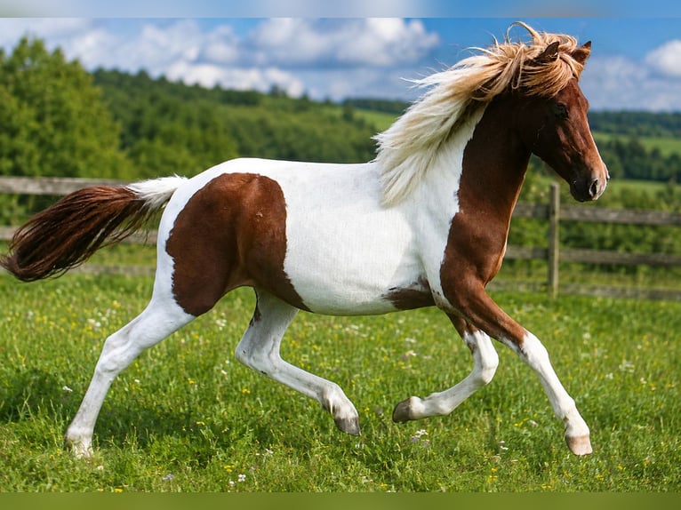 Kuc islandzki Klacz 7 lat 142 cm Srokata in Blieskastel