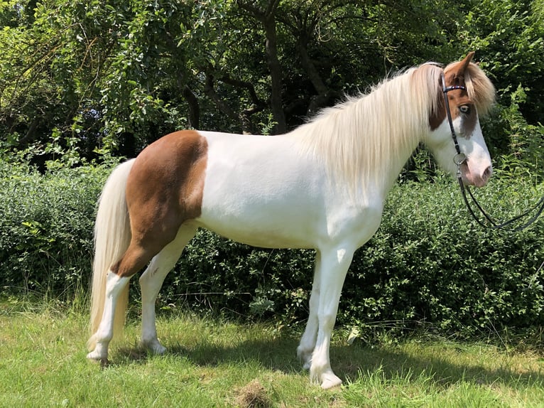 Kuc islandzki Klacz 7 lat 147 cm Srokata in Hohenfelde