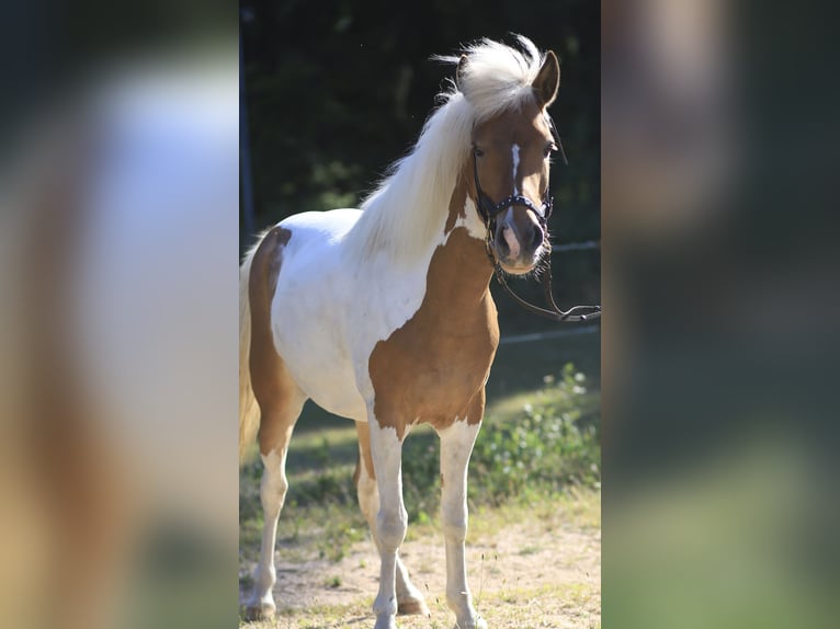 Kuc islandzki Klacz 8 lat 136 cm Srokata in Regenstauf