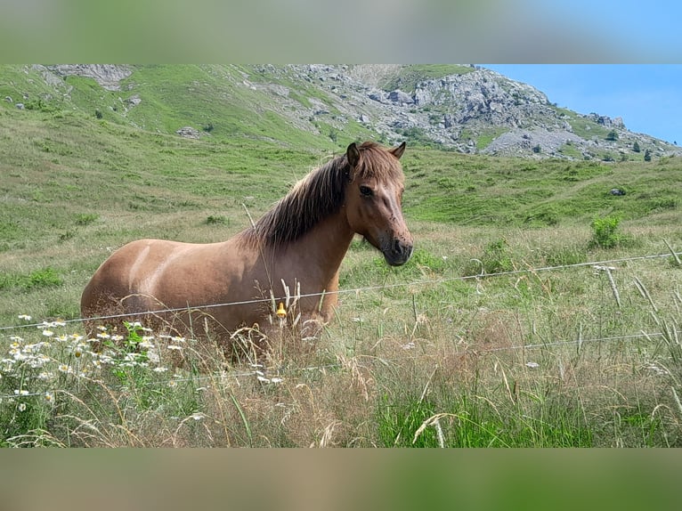 Kuc islandzki Klacz 8 lat 137 cm Bułana in sciez