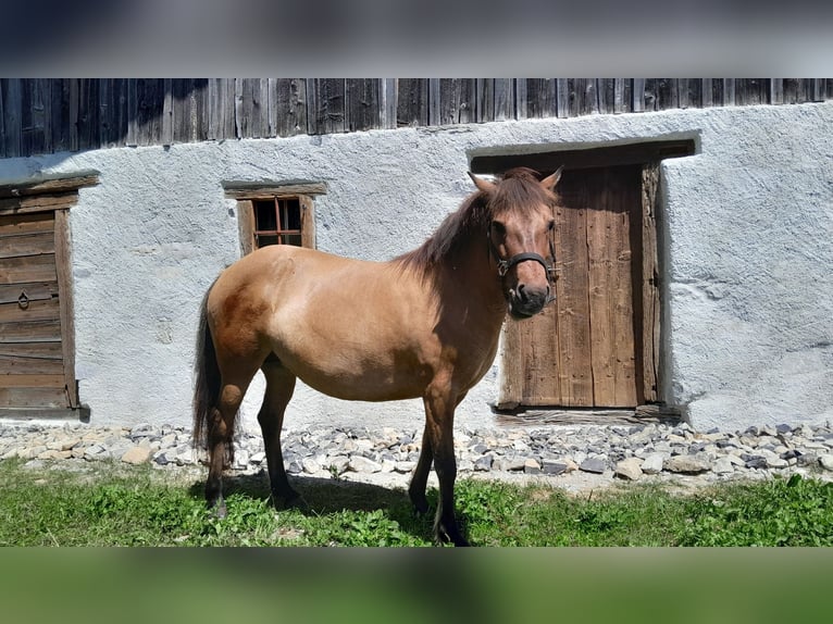 Kuc islandzki Klacz 8 lat 137 cm Bułana in sciez