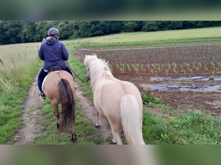 Kuc islandzki Klacz 8 lat 137 cm Bułana in sciez