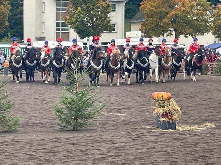 Kuc islandzki Klacz 8 lat 138 cm Kasztanowata in D&#xFC;nfus