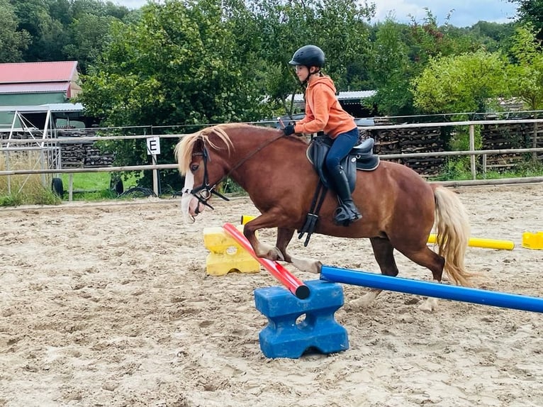 Kuc islandzki Klacz 8 lat 138 cm Kasztanowata in D&#xFC;nfus
