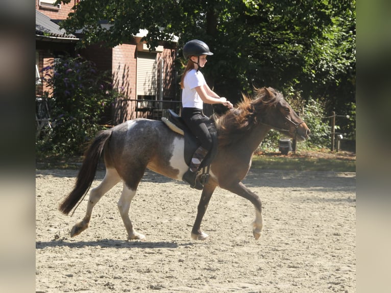 Kuc islandzki Klacz 8 lat 138 cm Srokata in Südlohn