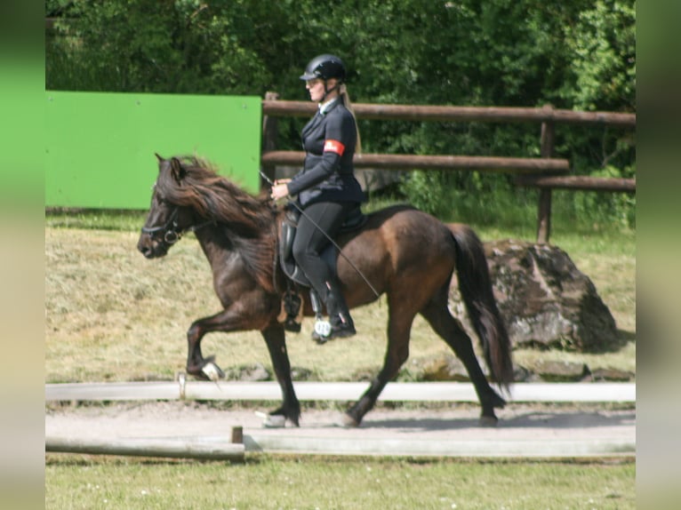Kuc islandzki Klacz 8 lat 139 cm Kara in Nettersheim
