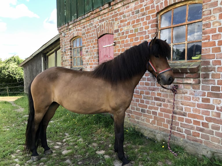 Kuc islandzki Klacz 8 lat 140 cm Gniada in Klein Wittensee