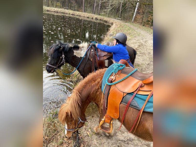 Kuc islandzki Klacz 8 lat 140 cm Kasztanowata in Beelitz