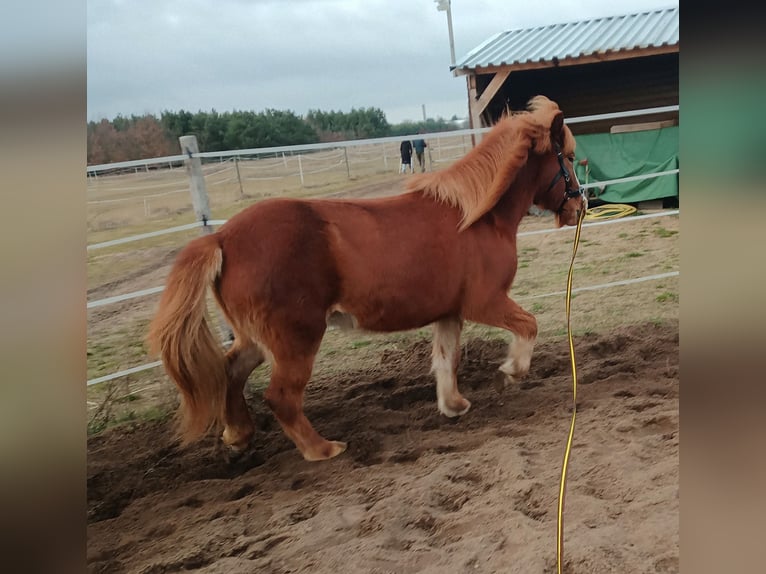 Kuc islandzki Klacz 8 lat 140 cm Kasztanowata in Beelitz