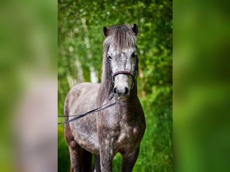 Kuc islandzki Klacz 8 lat 140 cm Siwa jabłkowita in Idstein