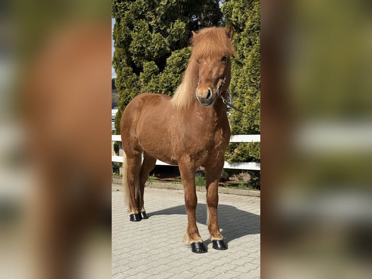 Kuc islandzki Klacz 8 lat 142 cm Kasztanowata in Lochen am See