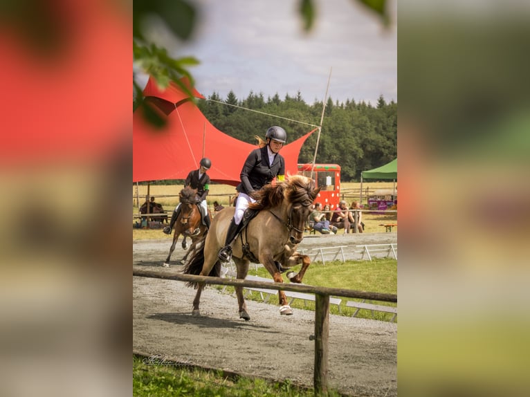 Kuc islandzki Klacz 8 lat 150 cm Bułana in Soltau