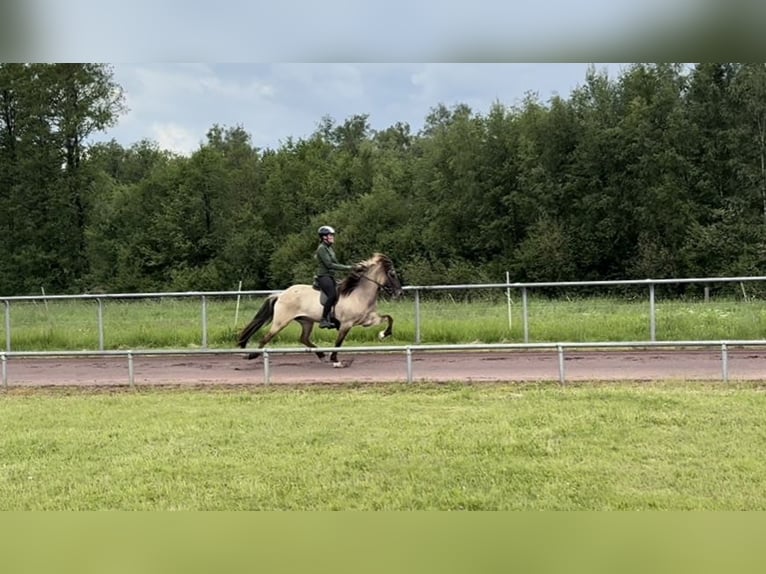 Kuc islandzki Klacz 8 lat 150 cm Bułana in Soltau