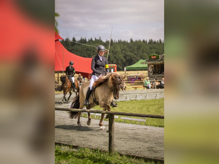 Kuc islandzki Klacz 8 lat 150 cm Bułana in Soltau