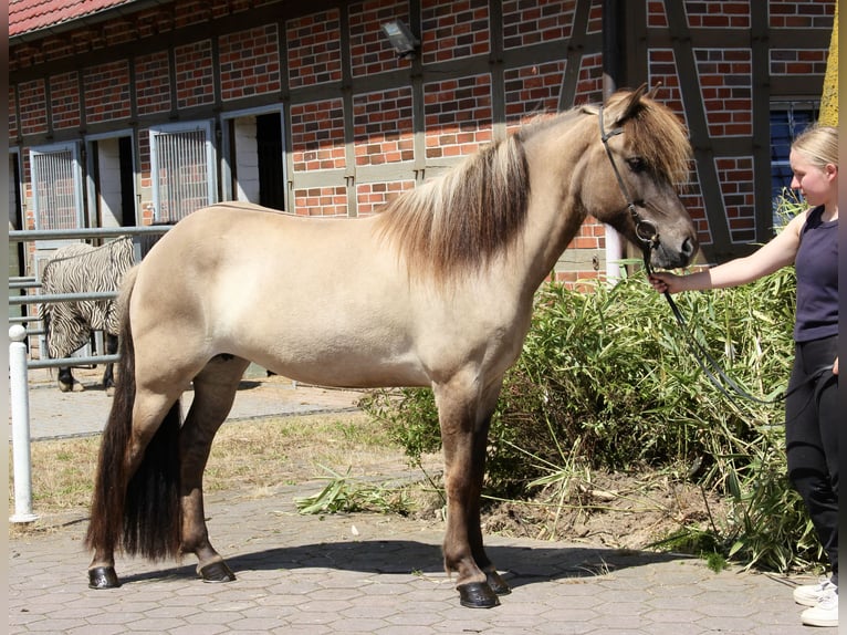Kuc islandzki Klacz 8 lat 150 cm Bułana in Soltau