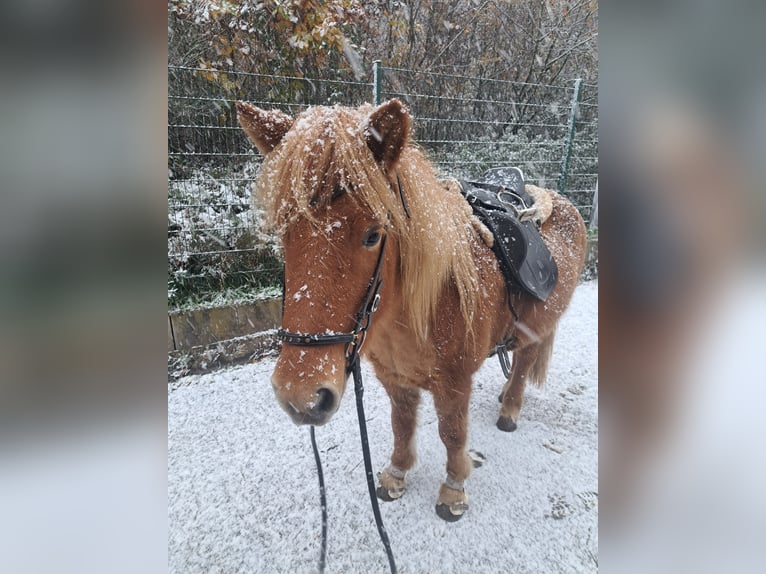 Kuc islandzki Klacz 9 lat 135 cm Kasztanowata in Völklingen