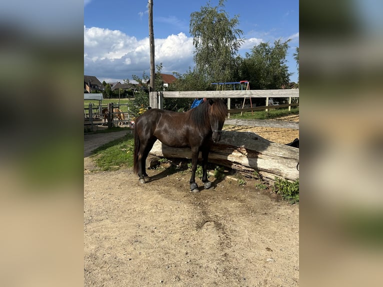 Kuc islandzki Klacz 9 lat 142 cm Kara in Guxhagen