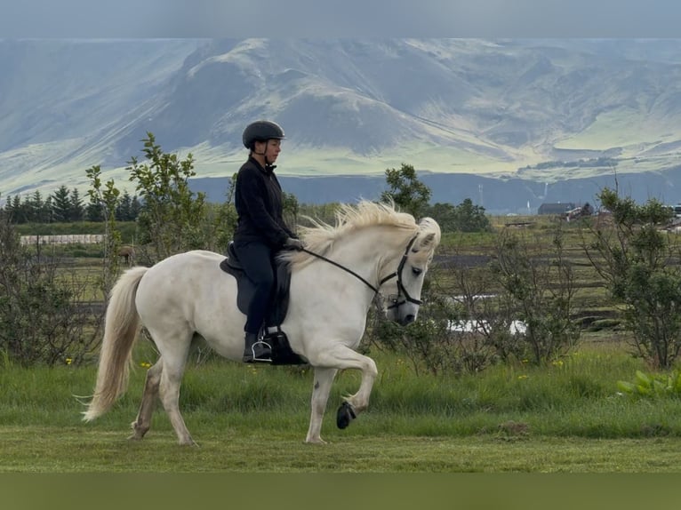 Kuc islandzki Klacz 9 lat 142 cm Siwa in Hvolsv&#xF6;llur