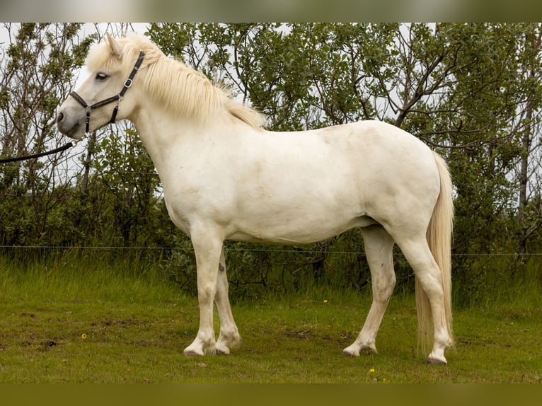 Kuc islandzki Klacz 9 lat 142 cm Siwa in Hvolsv&#xF6;llur