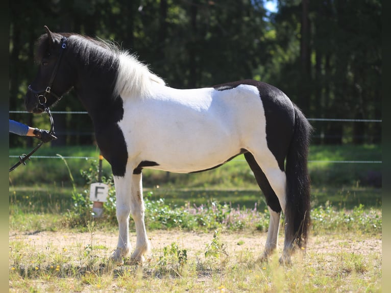 Kuc islandzki Klacz 9 lat 143 cm Srokata in Regenstauf