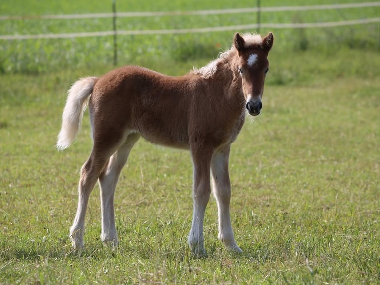 Kuc islandzki Klacz Źrebak (06/2025) 138 cm Srokata in Pöttmes