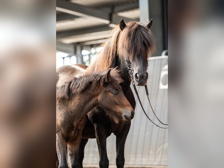 Kuc islandzki Klacz Źrebak (06/2026) Gniada in Horst