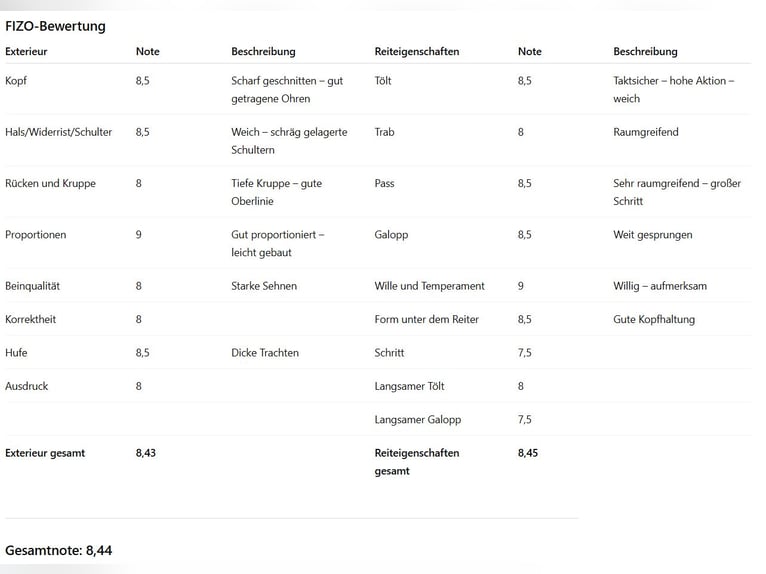 Kuc islandzki Ogier 14 lat 145 cm Kara in Dreieich