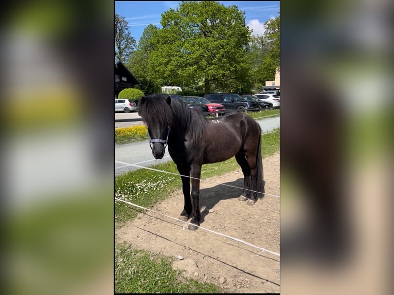 Kuc islandzki Ogier 14 lat 145 cm Kara in Dreieich