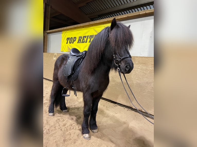 Kuc islandzki Ogier 14 lat 145 cm Kara in Dreieich