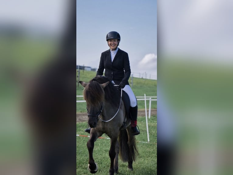 Kuc islandzki Ogier 14 lat 146 cm Bułana in Mariapfarr