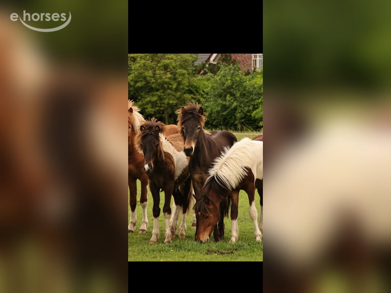 Kuc islandzki Ogier 1 Rok 140 cm Ciemnogniada in Winterswijk Kotten