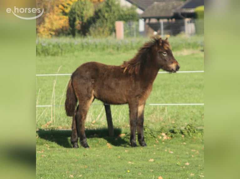 Kuc islandzki Ogier 1 Rok 140 cm Ciemnogniada in Winterswijk Kotten