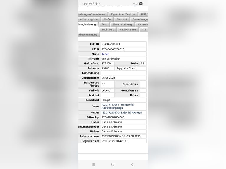 Kuc islandzki Ogier 1 Rok Bułana in Hermannsburg
