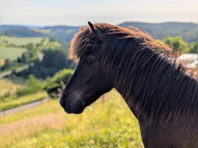 Kuc islandzki Ogier 1 Rok Kara in Beilstein