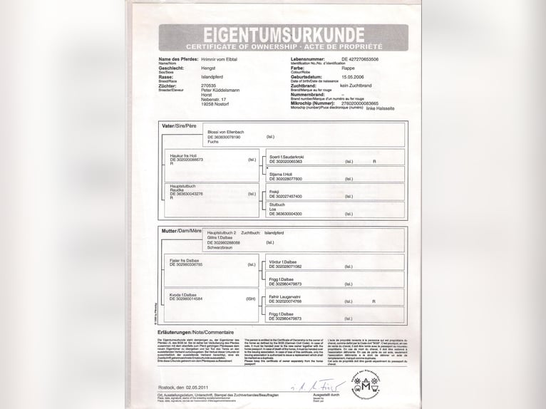 Kuc islandzki Ogier 20 lat Kara in Hoya