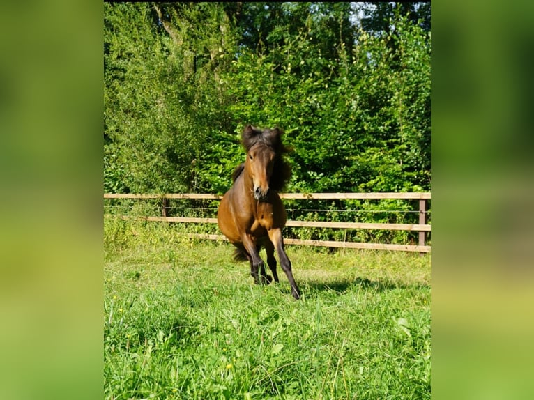 Kuc islandzki Ogier 2 lat 138 cm Jasnogniada in Sittensen