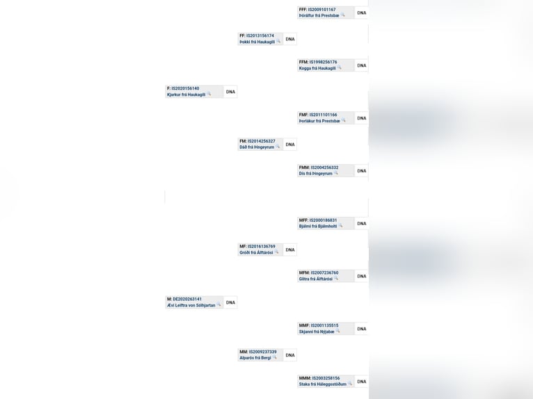 Kuc islandzki Ogier 2 lat 140 cm Cremello in Saarland