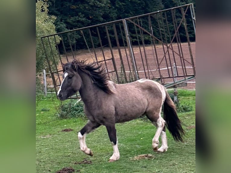 Kuc islandzki Ogier 2 lat 144 cm Srokata in Fulda
