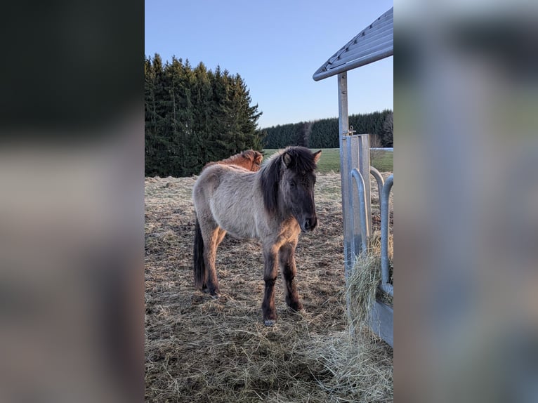 Kuc islandzki Ogier 2 lat  in Markt Wald