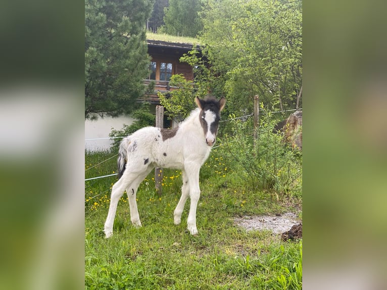 Kuc islandzki Ogier 2 lat Srokata in Bad Hofgastein