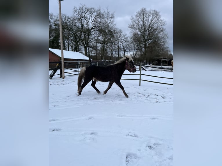 Kuc islandzki Mix Ogier 3 lat 125 cm in Neustadt am Rübenberge