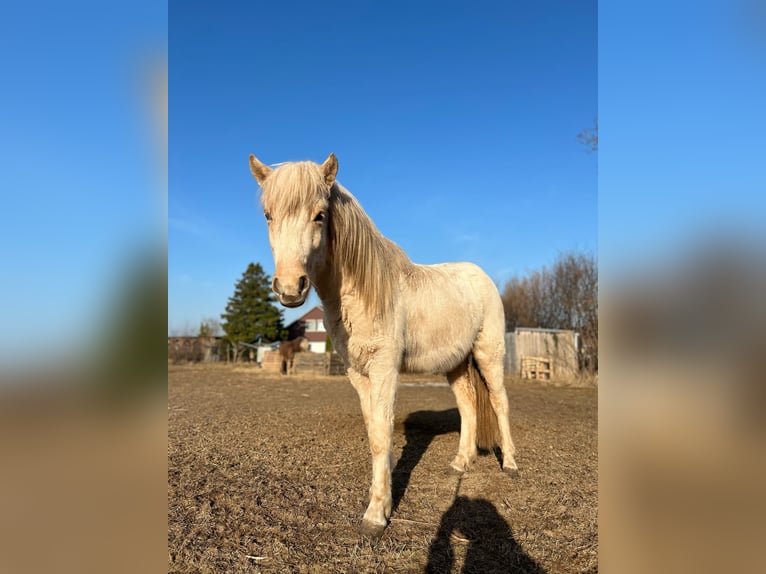 Kuc islandzki Ogier 3 lat 144 cm  in Bosau