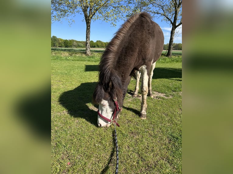 Kuc islandzki Ogier 3 lat 145 cm Srokata in Lingen