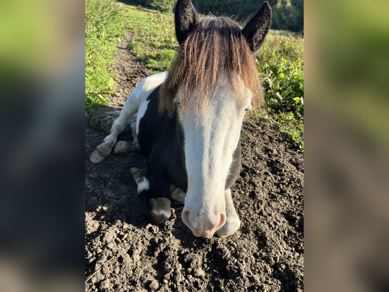 Kuc islandzki Ogier 3 lat 145 cm Srokata in Lingen