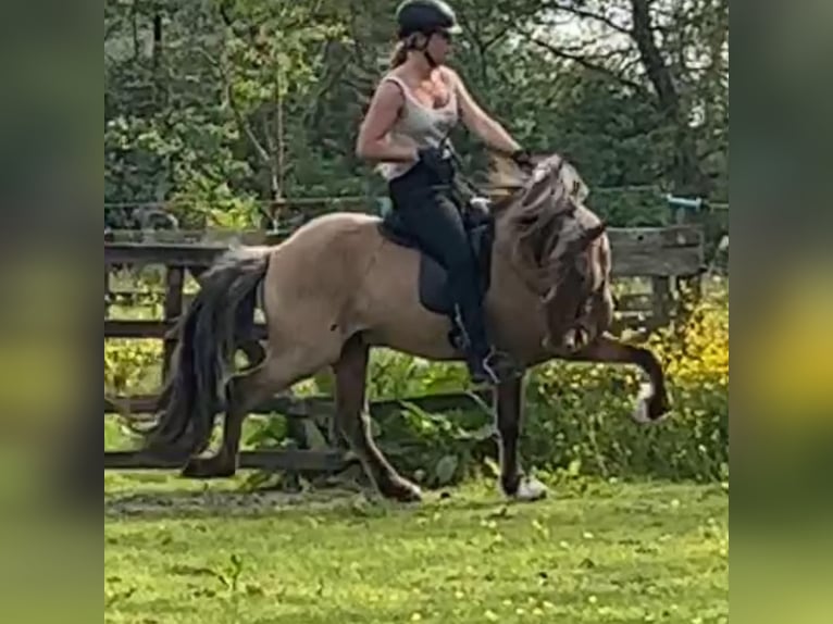 Kuc islandzki Ogier 4 lat 145 cm Bułana in Bergen (NH)